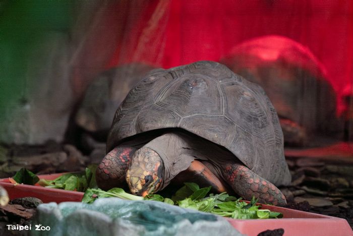 大寒也不怕冷！穿山甲館變身「雨林暖暖屋」，熱帶動物安心過冬